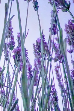 Best Chill Hour Brume d’oreiller apaisante à la lavande