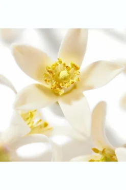 Outlet Nuxe Huile Prodigieuse® Néroli Bio