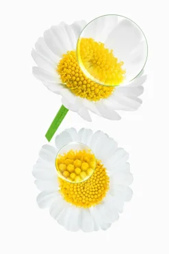 Outlet Klorane Shampoing à la Camomille pour cheveux blonds