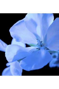 Clearance Yves Saint Laurent Y Eau de Parfum